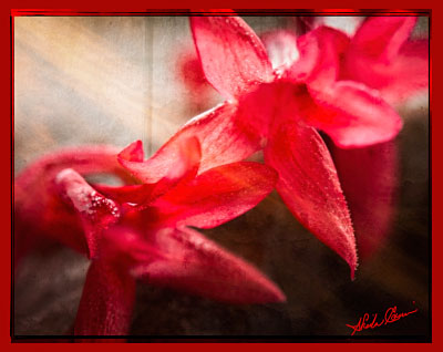 red orchids in Belize Botanic Gardens in Belize